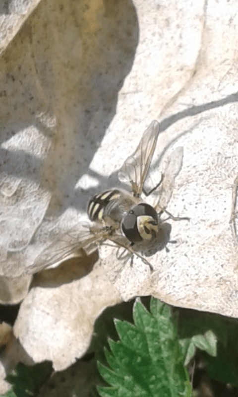 Syrphidae : Eupeodes luniger? Sì, m & f